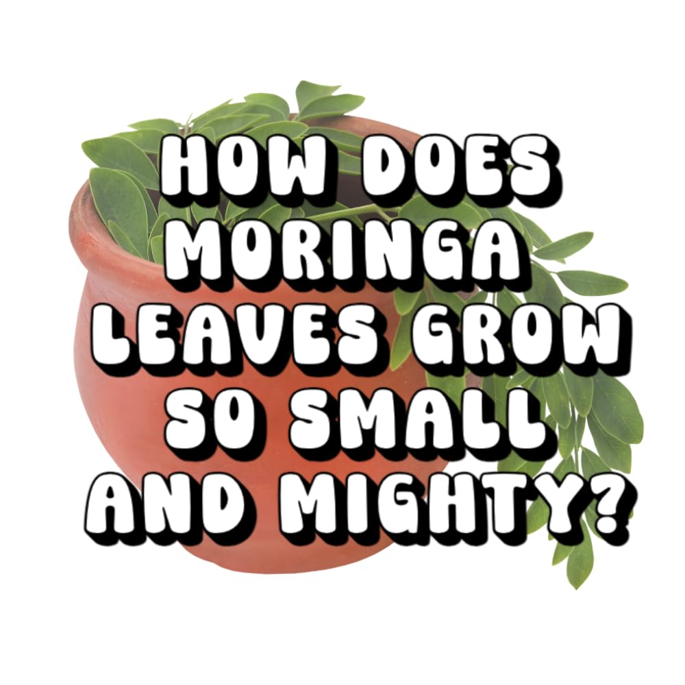 How Does Moringa Leaves Grow So Small and Mighty?