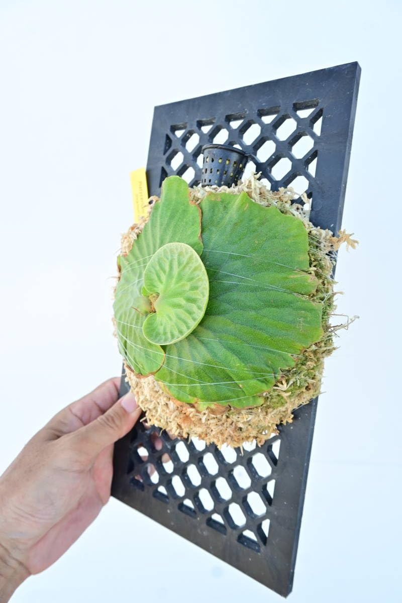 Amazon.co.jp: P.Budsaba(P.madagascariense × P.quadridichotomum