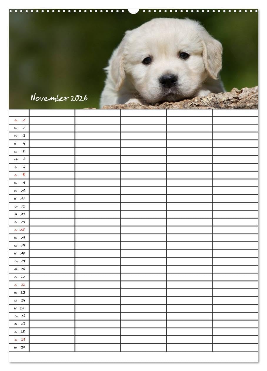 Familienplaner: Golden Retriever Welpen (Wandkalender 2026 DIN A2 hoch), CALVENDO Monatskalender: Dieser Familienplaner mit 5 Spalten wird Ihnen jeden ... Lächeln ins Gesicht zaubern. (CALVENDO Tiere)