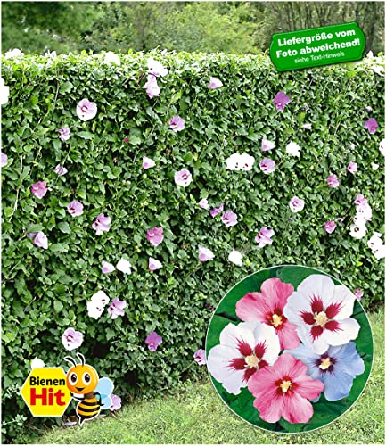 Hibiskus-Hecke aus 5 Pflanzen von Baldur Garten