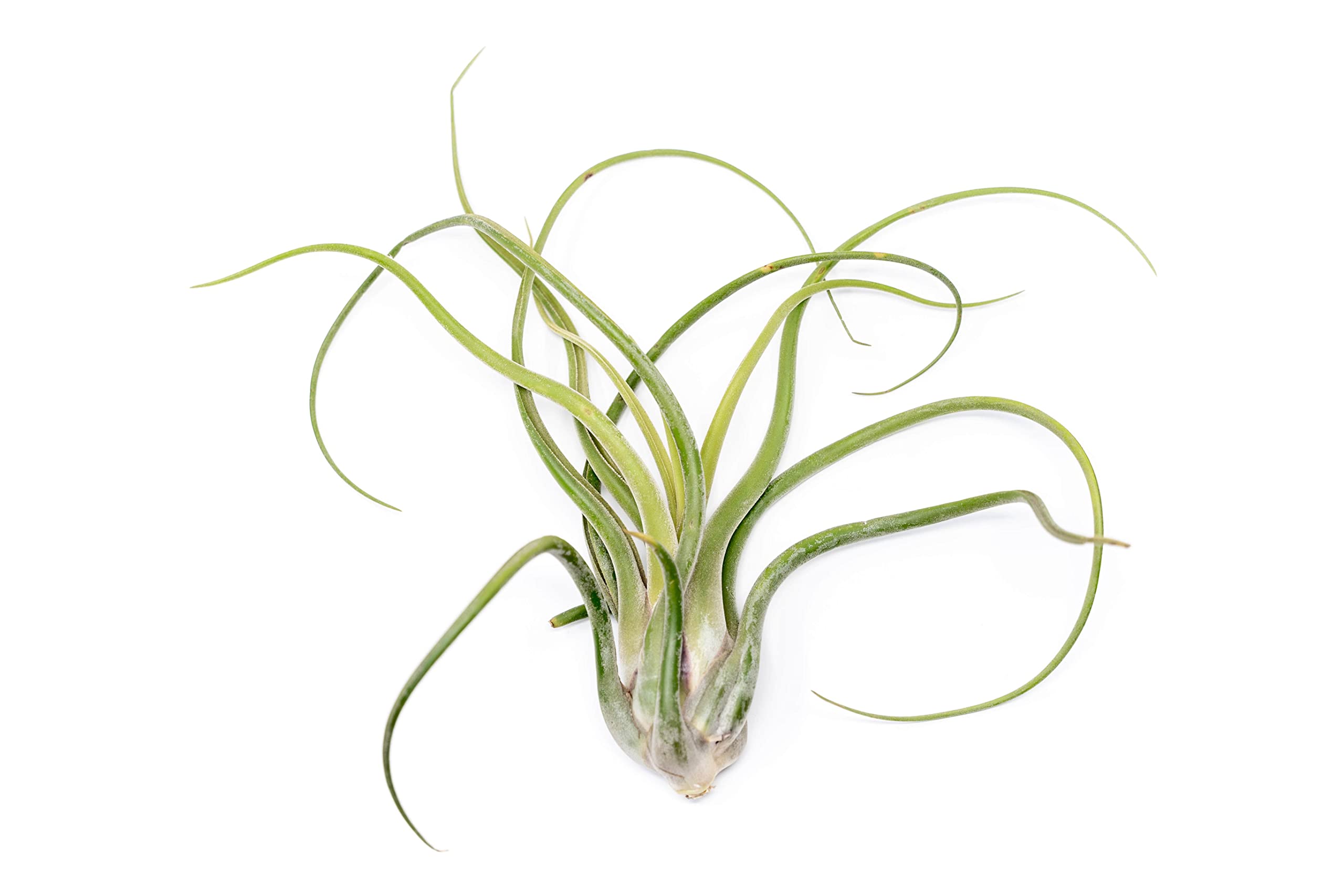 Air Plant Shop XL Tillandsia Caput Medusae Air Plants - Live Tillandsia - Easy Care Indoor and Outdoor House Plants (Pack of 1)