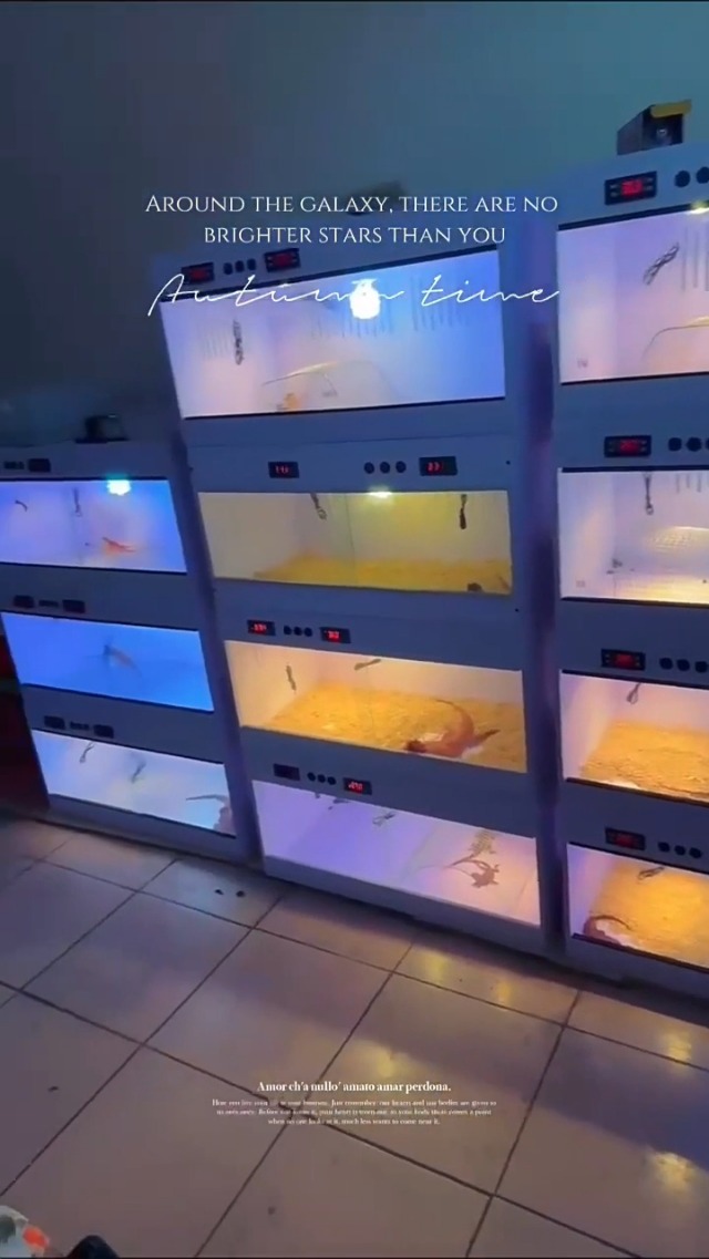 Amazon | Vifxucyケージ 飼育ケース 昆虫飼育ケース 恒温飼育箱 飼育
