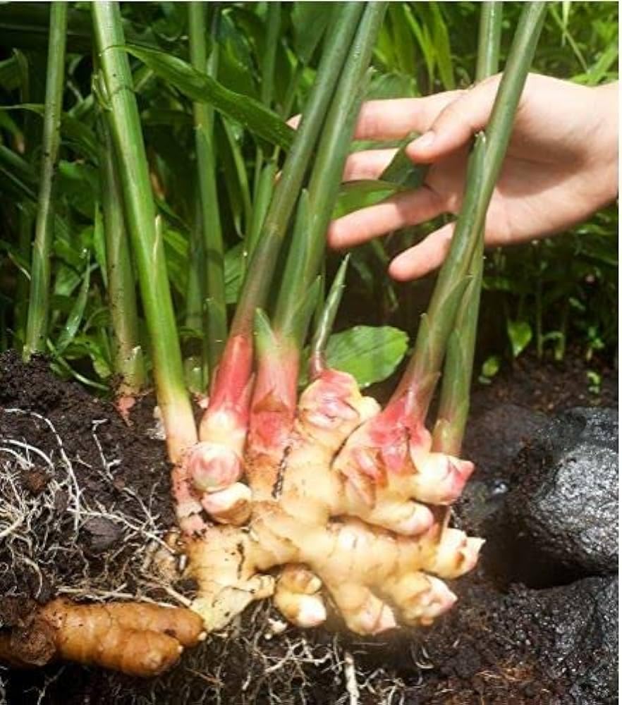See full amazon price history chart for Thai ginger seeds || Seeds for thai ginger || 6 Bulbs Thai ginger seeds || Seeds for thai ginger || 6 Bulbs (B0CTCYMMMG) Amazon Price History, Amazon Price Tracker
