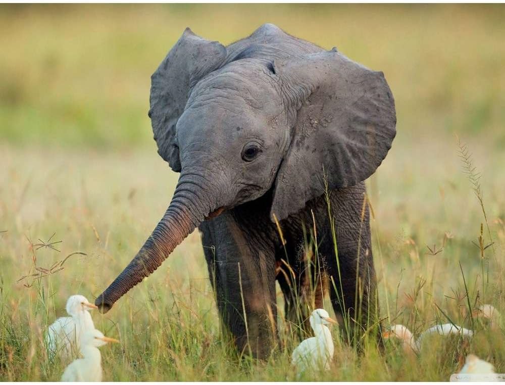 Happy Baby Elephant - Wildlife Animal Art Print Poster Wall Decor Home Decor(24x16inches)