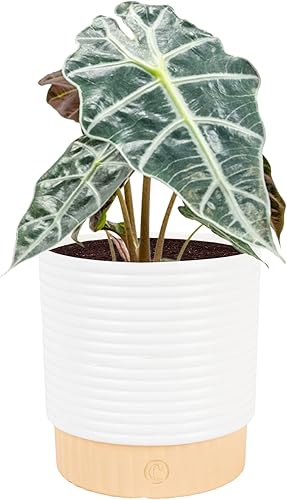 Costa Farms Alocasia Polly - Planta viva de 12 pulgadas de alto, maceta en maceta de decoración mínima de 6 pulgadas, tierra para macetas, oficina,