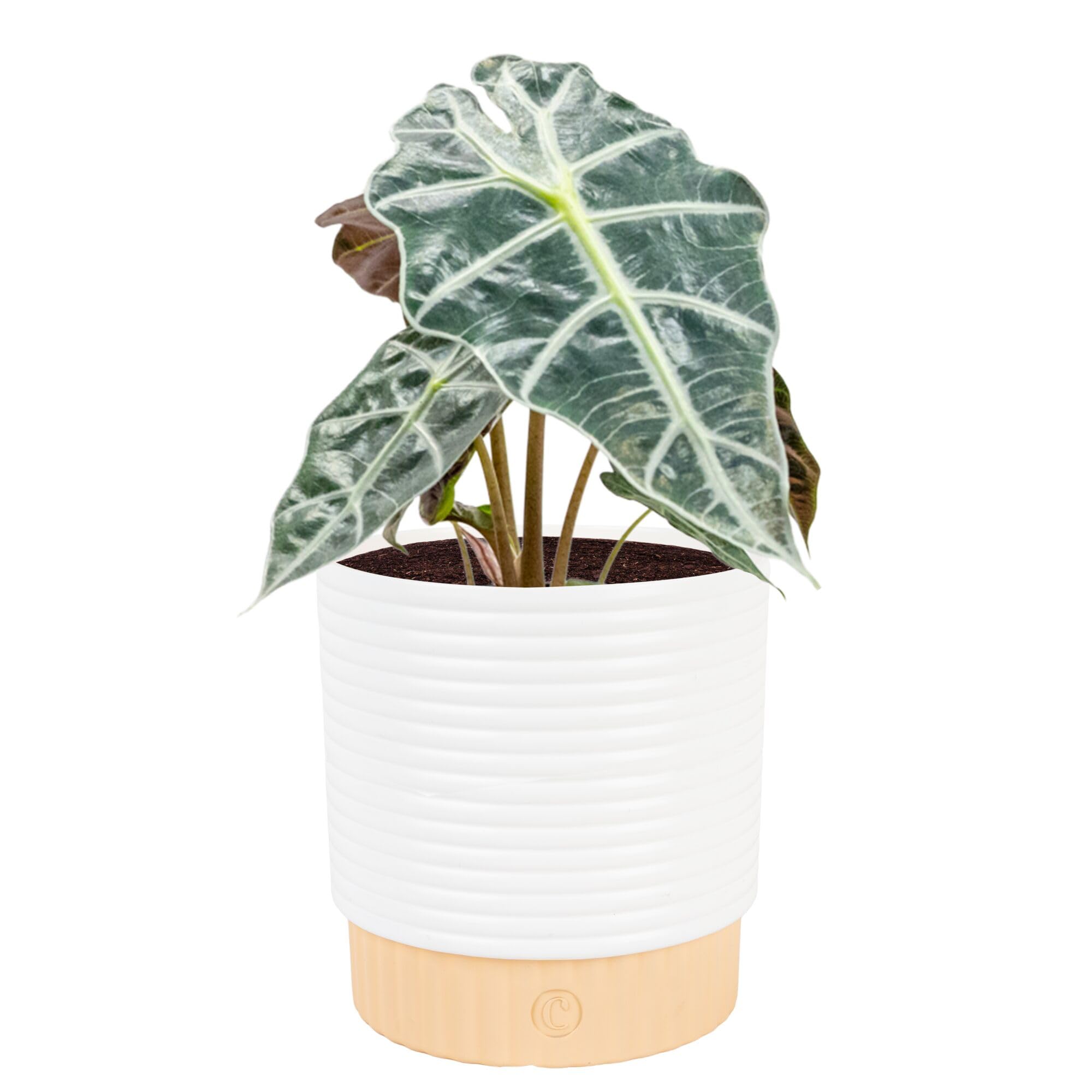 Amazon.com : Costa Farms Alocasia Polly Live Plant in Decorative