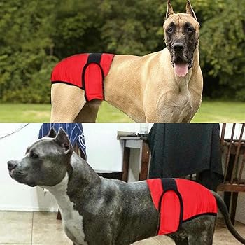 how long are great danes in heat