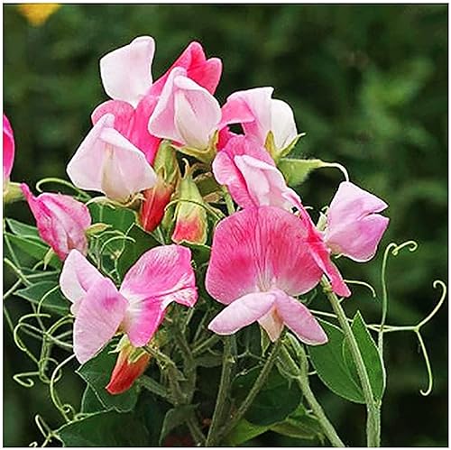 Miniatura 4 de Semillas mixtas de guisantes dulces - Aproximadamente 65 semillas