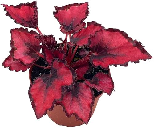 Harmony Foliage Harmony's Red Robin, Begonia Rex, Dark 4 inch