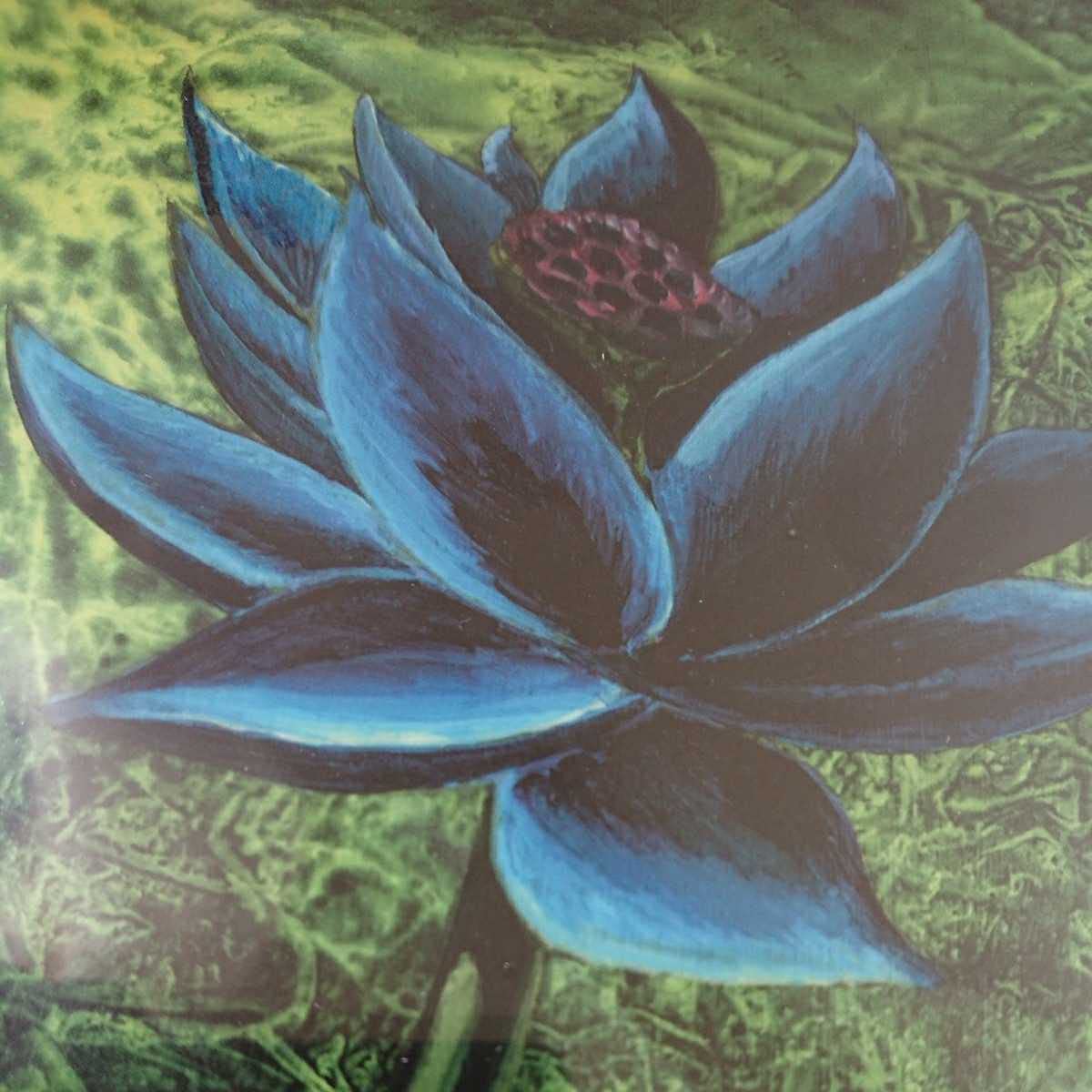 Amazon.co.jp: 稀少《Black Lotus》枚数限定アートプリント/複製原画