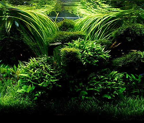 Aquatic Discounts Java Fern – Mature, Healthy, Super Easy Live Aquarium Plant 5-6 Inch Great For Betta Guppy Cherry Shrimp! By Aquatic Discounts. Buy2Get1! thumb #7