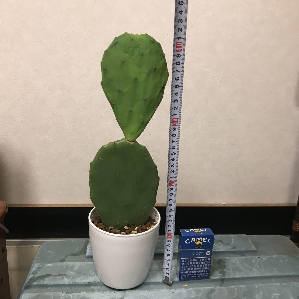 大量！！ウチワサボテン②③⑥⑧⑨⑩(11)(14)　 9/3カット 大量！！ウチワサボテン②③⑥⑧⑨⑩(11)(14) 9/3カット