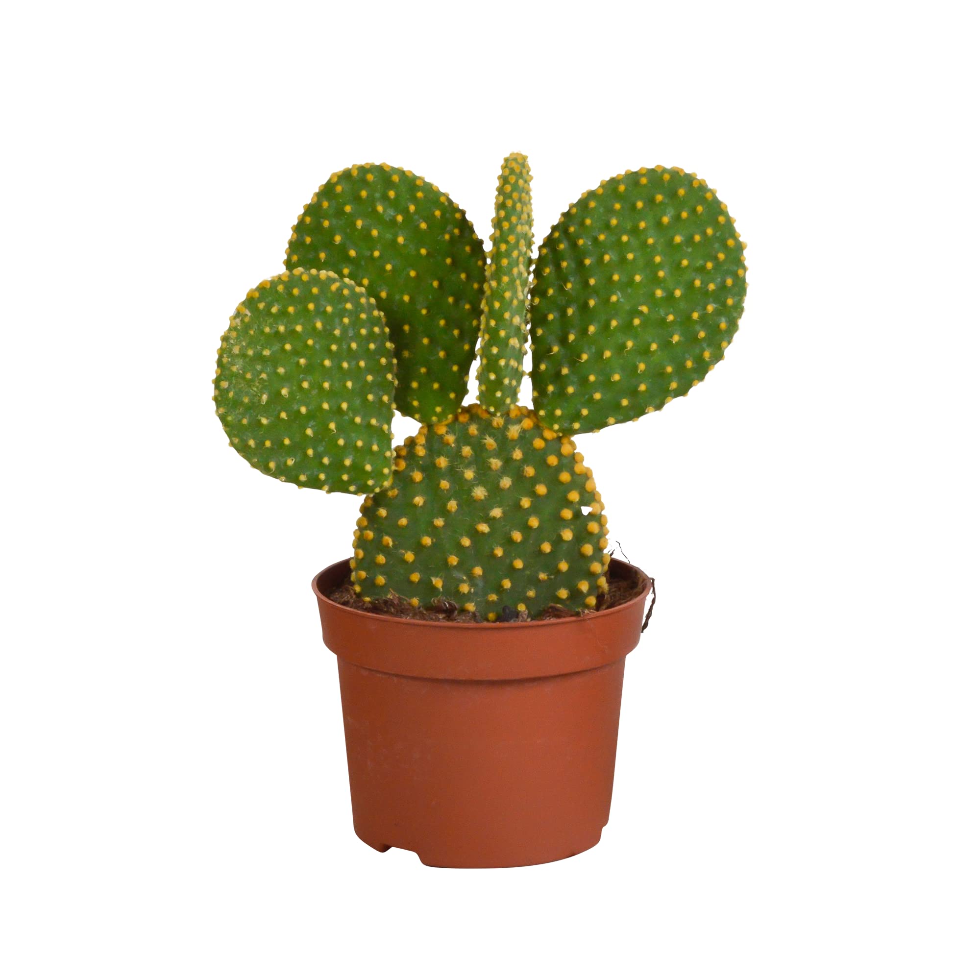 Opuntia Microdasys Senza Vaso, Pianta Grassa da Interno, Verde, 12cm