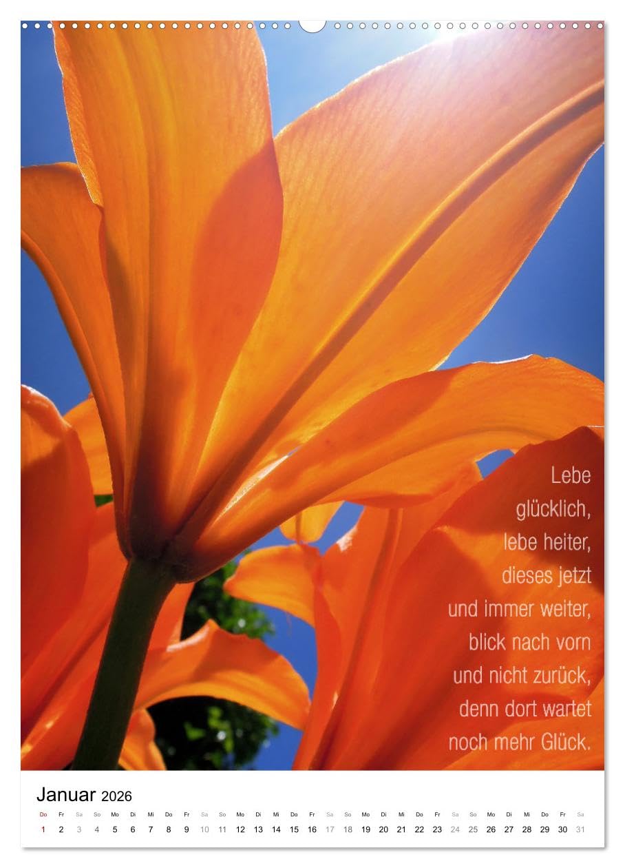 Licht Farbe Natur (hochwertiger Premium Wandkalender 2026 DIN A2 hoch), Kunstdruck in Hochglanz: Poetischer Kalender für lichte Momente (CALVENDO Natur)