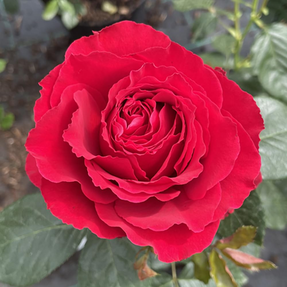 Yougarden Red Harkness Rose 'Ruby 40Th Wedding Wrapped 4 Litre Pot