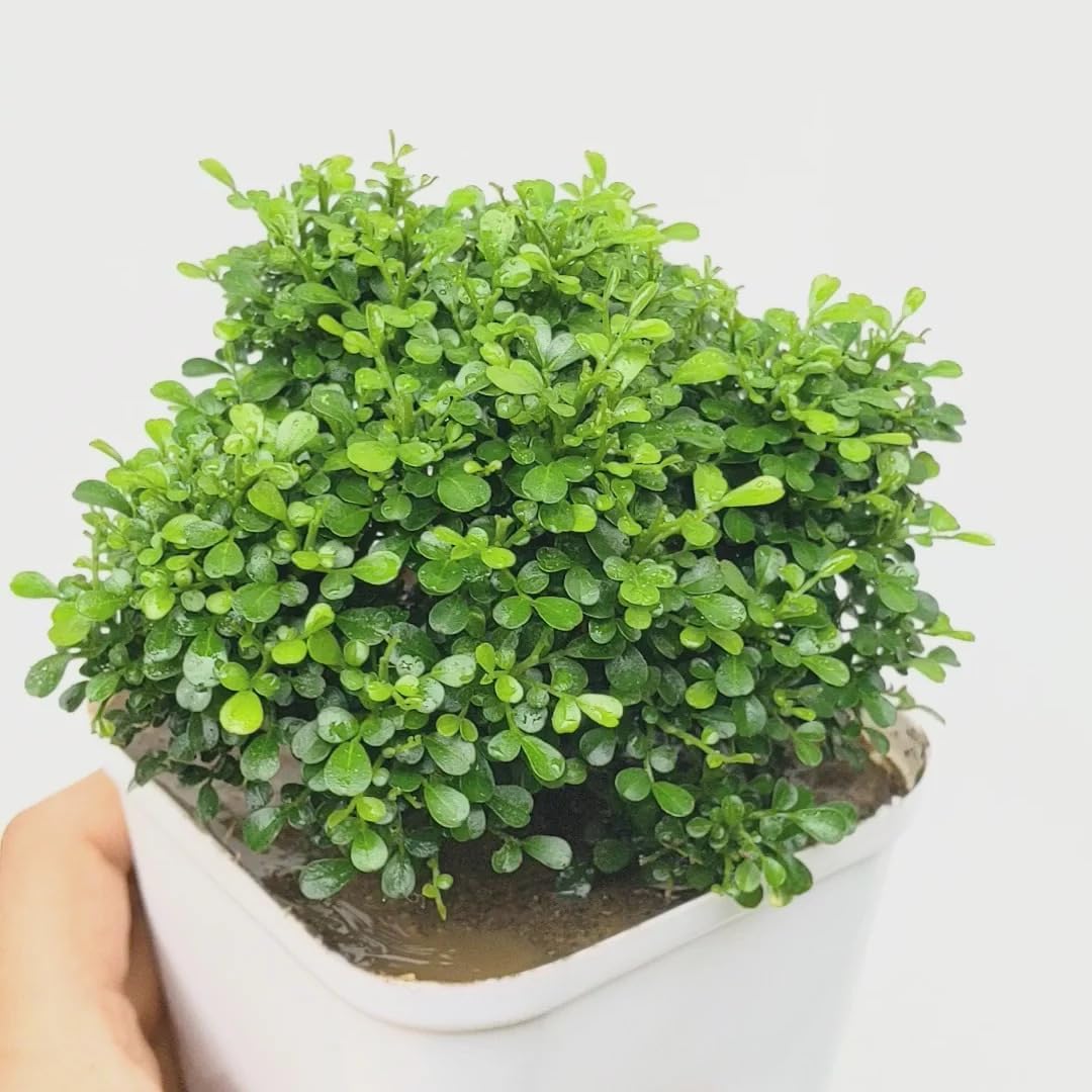 Table Kamini Plant Live | Attractive Green Foliage Ornamental Plant for Indoor & Outdoor Home Decoration | Pack of 1 Healthy Plant-image-20