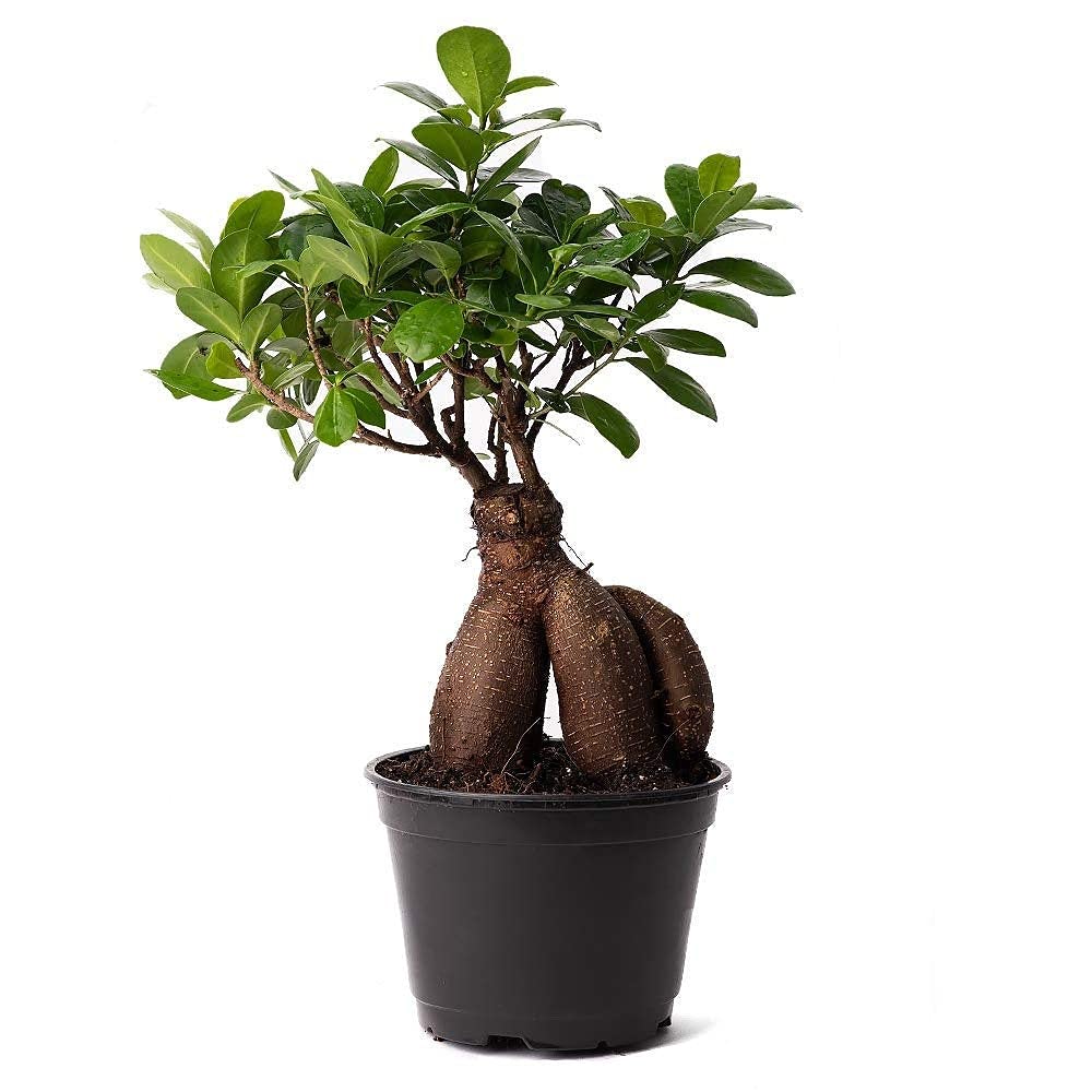 ficus Ginseng microcarpa Easy Care 4 Year Old Bonsai Tree Live Plant, 6" Pot, Indoor air Purifying Beauty 549238