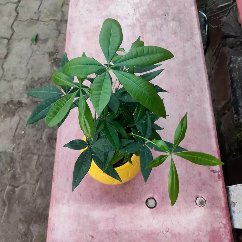 Mphmi Seedless Plant Indoor Plants Miniature Pachira Aquatica Plant �Mini Money Tree� (B0CVVRD3B6) Amazon Price History, Amazon Price Tracker