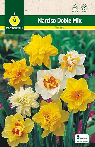 Mascarell Semillas, NARCISOS DOBLES MEZCLA DE COLORES, Semillas Bulbosas, Bulbos de Flores Otoño Fácil de Cultivar, Bolsa 5 Bulbos