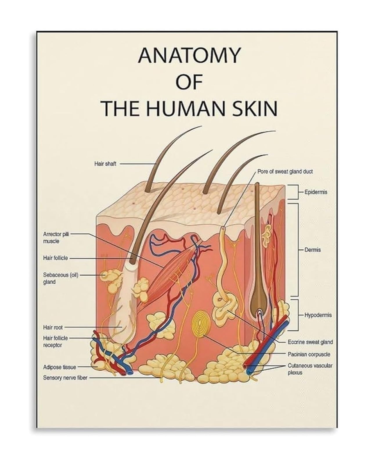 MQXFCZUX Skin Anatomy Diagram Educational Wall-Art Poster for Estheticians Med Spa Clinic Dermatology Study Office Decor Framed,16x24inch(40x60cm)