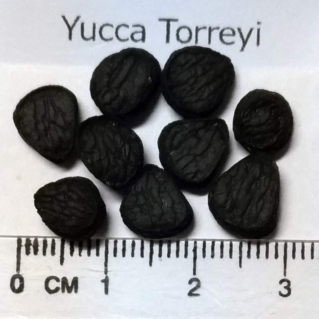 Amazon.co.jp: 【種子】Yucca Torreyiユッカ・トレリー◎耐寒性