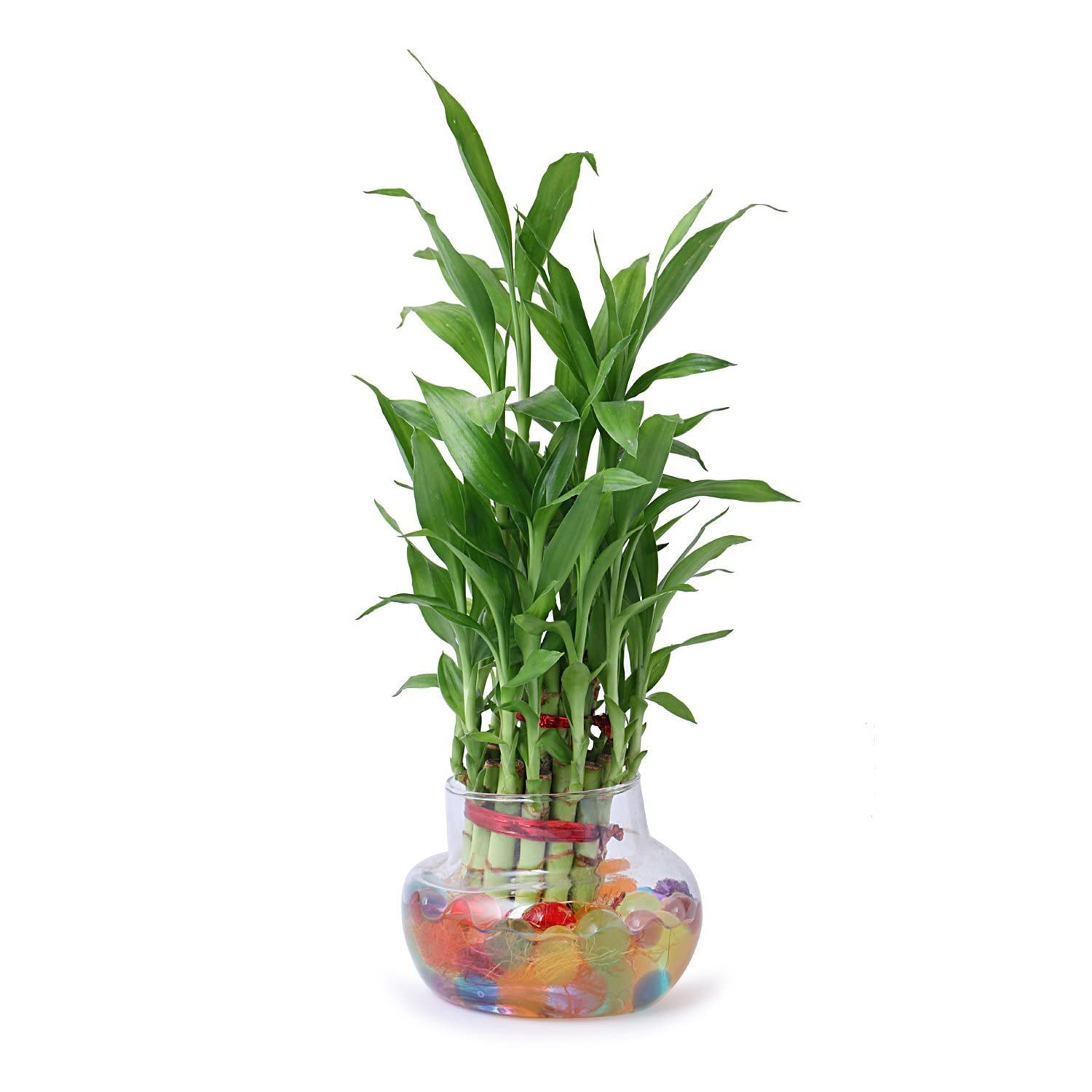 Guuchuu 2 Lucky Bamboo Plant With Big Round Glass Bowl And Colored Jelly Balls (Green), Pack Of 1