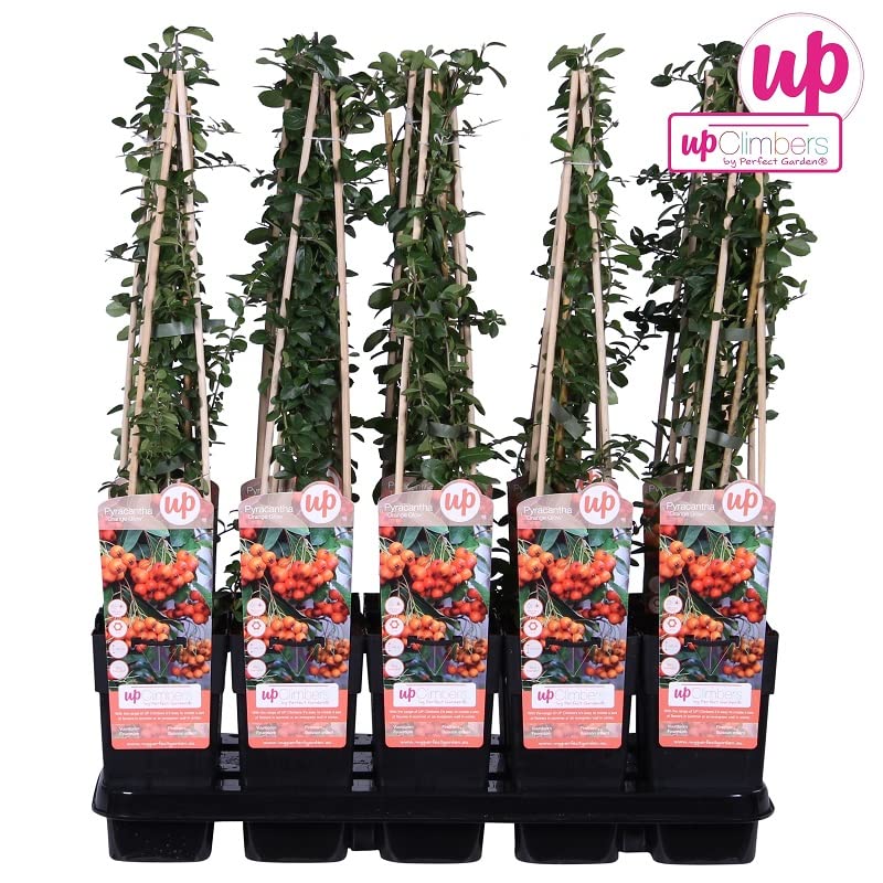 Buisson ardent 'Orange Glow' – Pyracantha 'Orange Glow' 50-60 cm pot | Arbuste persistant épineux, baies orange décoratives, parfait haie défensive