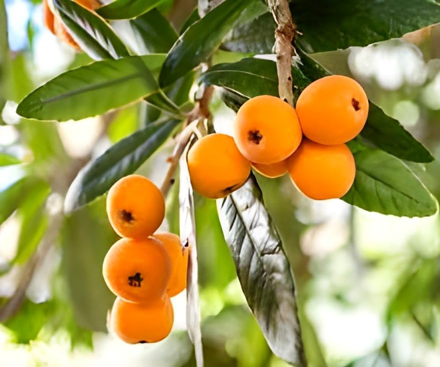 Image of Sweet & Testy inch Loquat Fruit inchTree grafted plant || For Home Garden fruit tree plant outdoor indoor plant.