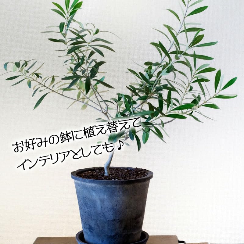 オリーブの木　ミッション　小豆島産 Amazon.co.jp: 小豆島産 オリーブ苗木 ☆品種：ミッション☆ Sサイズ