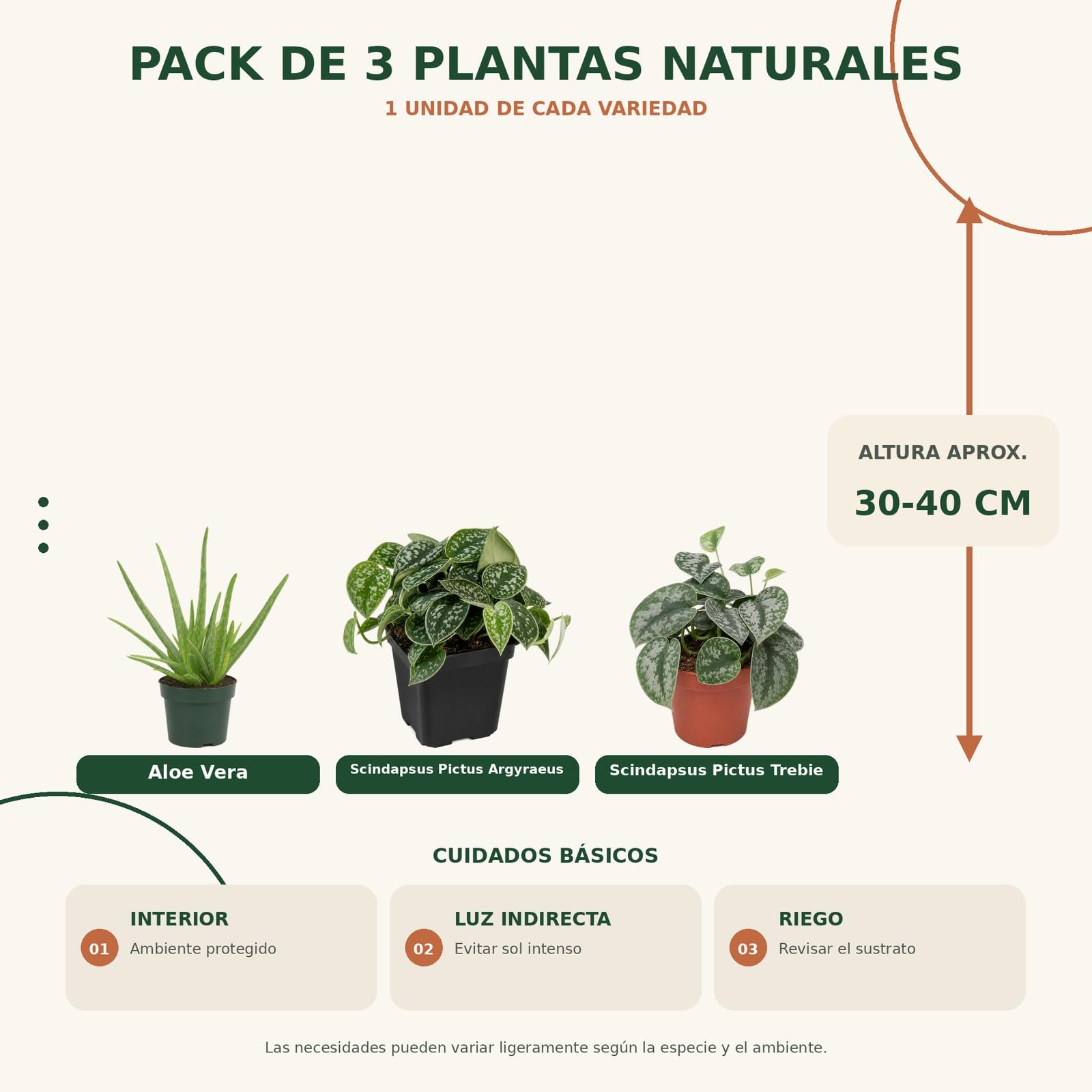 Pack 3 Plantas de Interior para Alturas y Portes Variados DECOALIVE