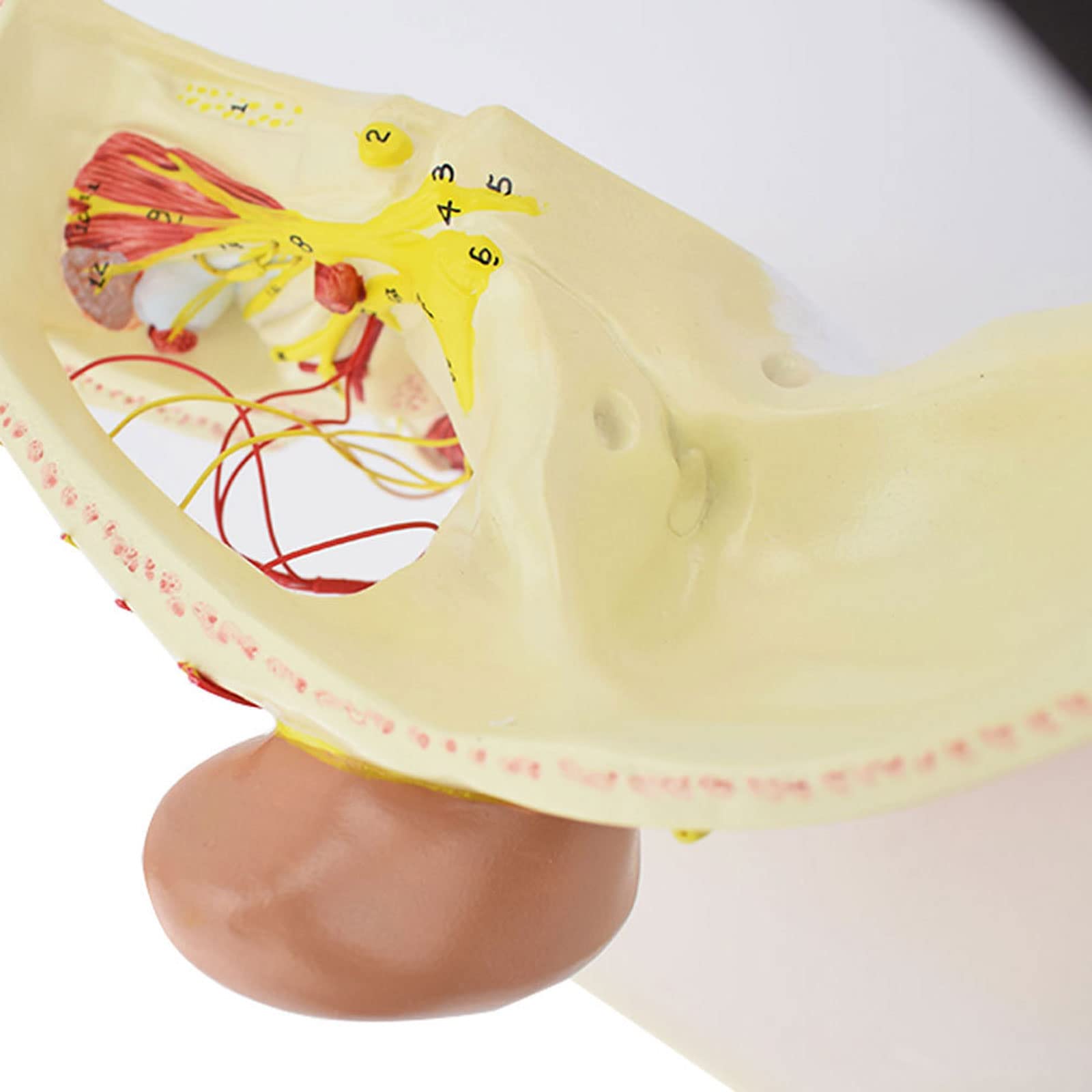 Model anatomiczny ludzkiego mózgu jamy nosowej gardło głowa model czaszkowo-mózgowy model naczynia tętnicy mózgowej do nauczania materiałów medycznych