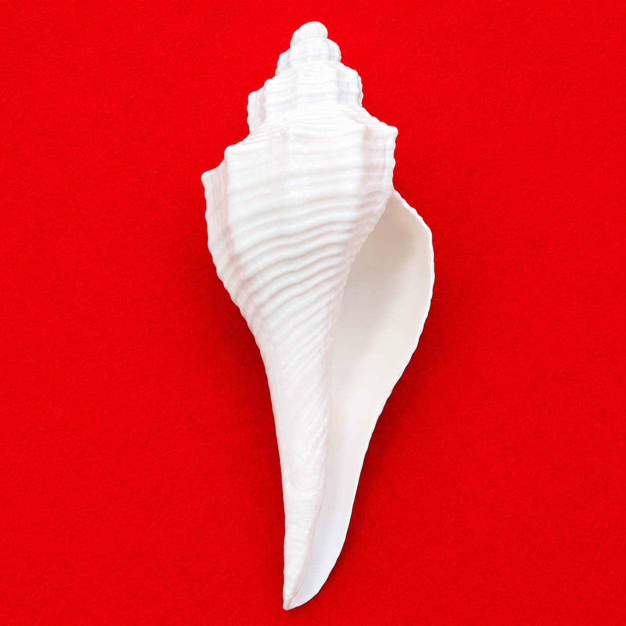 Achleshwar Original Dakshinavarti Sea Shell for Pooja, White, 3-4 Inch