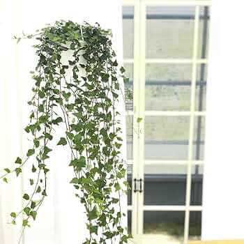 【アイビー】５品種　多肉植物 61Ks1D97mwL._UF350,350_QL50_.jpg