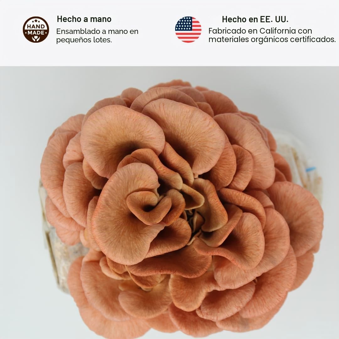Pink Oyster Mushroom Farm – Kit de cultivo de setas – Kit de cultivo todo en uno para interiores – Seta exótica