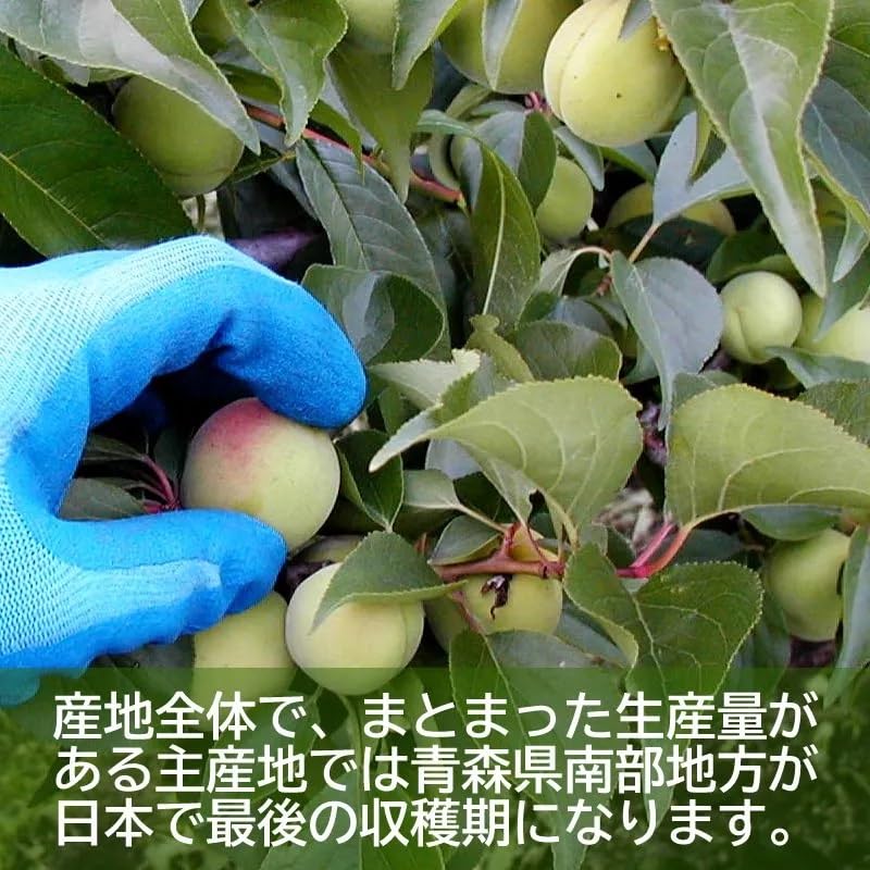 Amazon.co.jp: 善八の「豊後梅」青梅 (規格外品 Sサイズ) | 青森県産