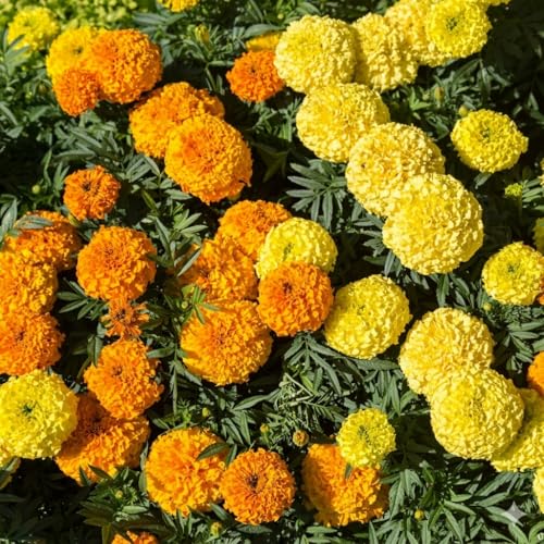Korrel Seeds African Marigold KS2628 – Semi Tall (60–75 cm) | Professional Nursery & Commercial Grade Flower Seeds | Bulk Packs for Farmers & Growers (Mix, 25 Gm)