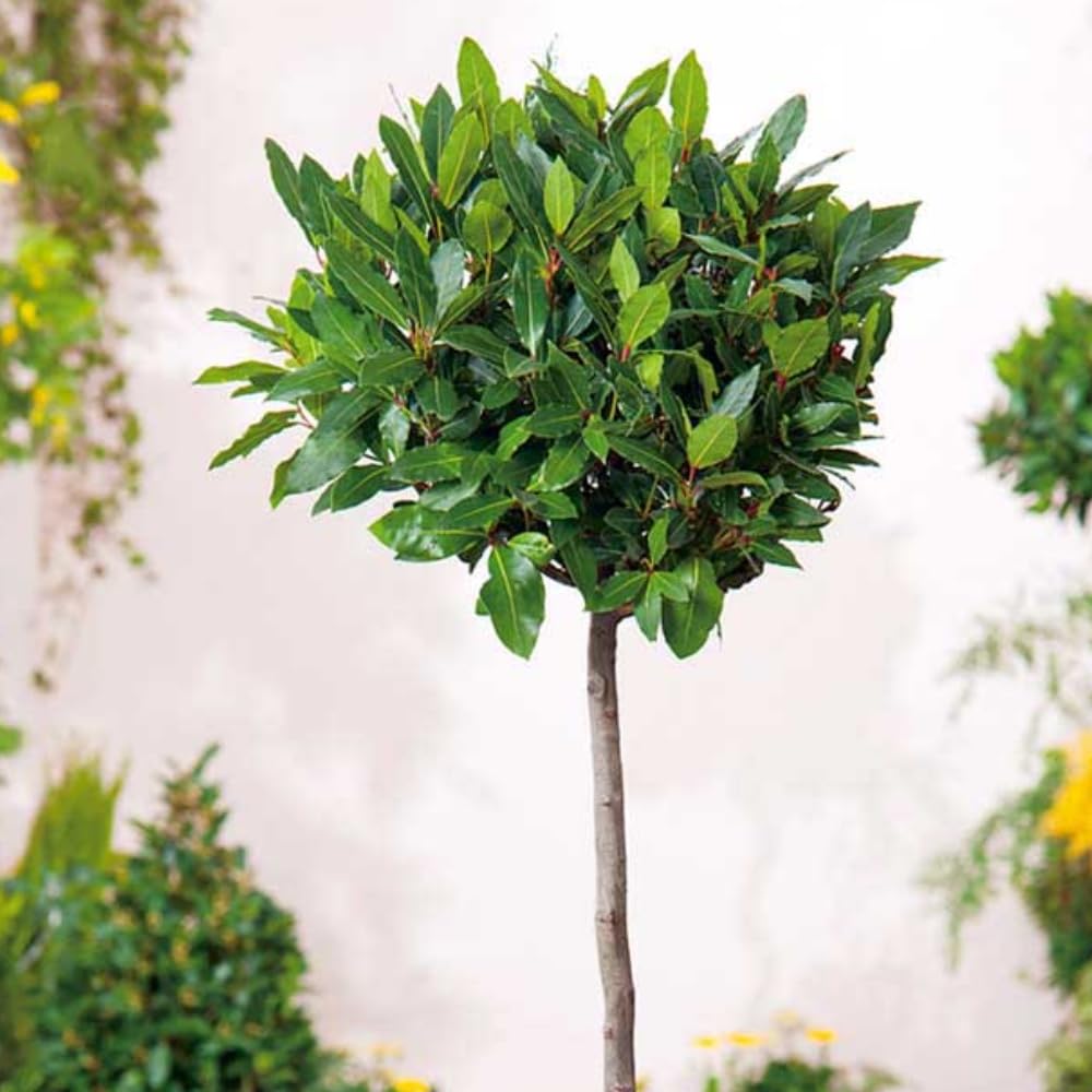 Bay Laurel Tree Live Plant, Bay Leaf Plant, Laurus Nobilis Bush for Planting, Sweet Bay Leave Indoor Outdoor 1 Feet Tall
