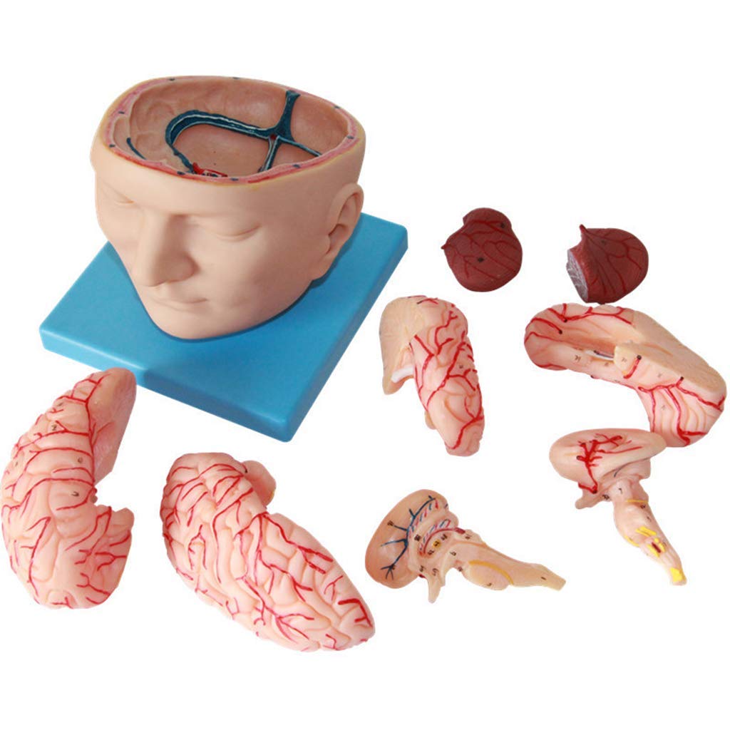 LBYLYH Human brain anatomy brain model removable anatomical model with teachingtool digital logo