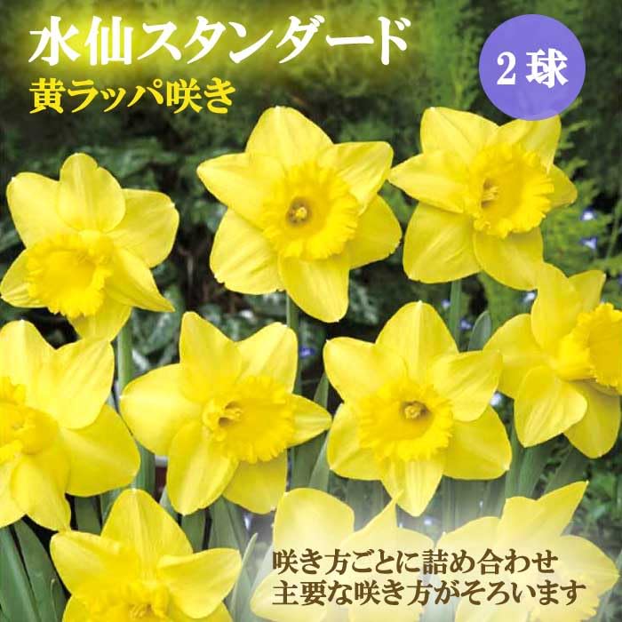 Amazon.co.jp: 水仙 【ラッパ咲き 黄花】 球根 （2球入） （植え付け