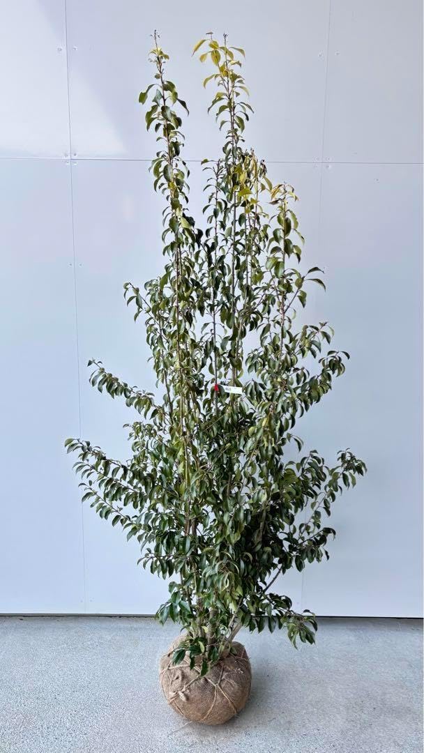 良形の株立 お庭の主役にどうぞ ソヨゴ 460 樹高1.9m 良形の株立 お庭の主役にどうぞ ソヨゴ 460 樹高1.9m