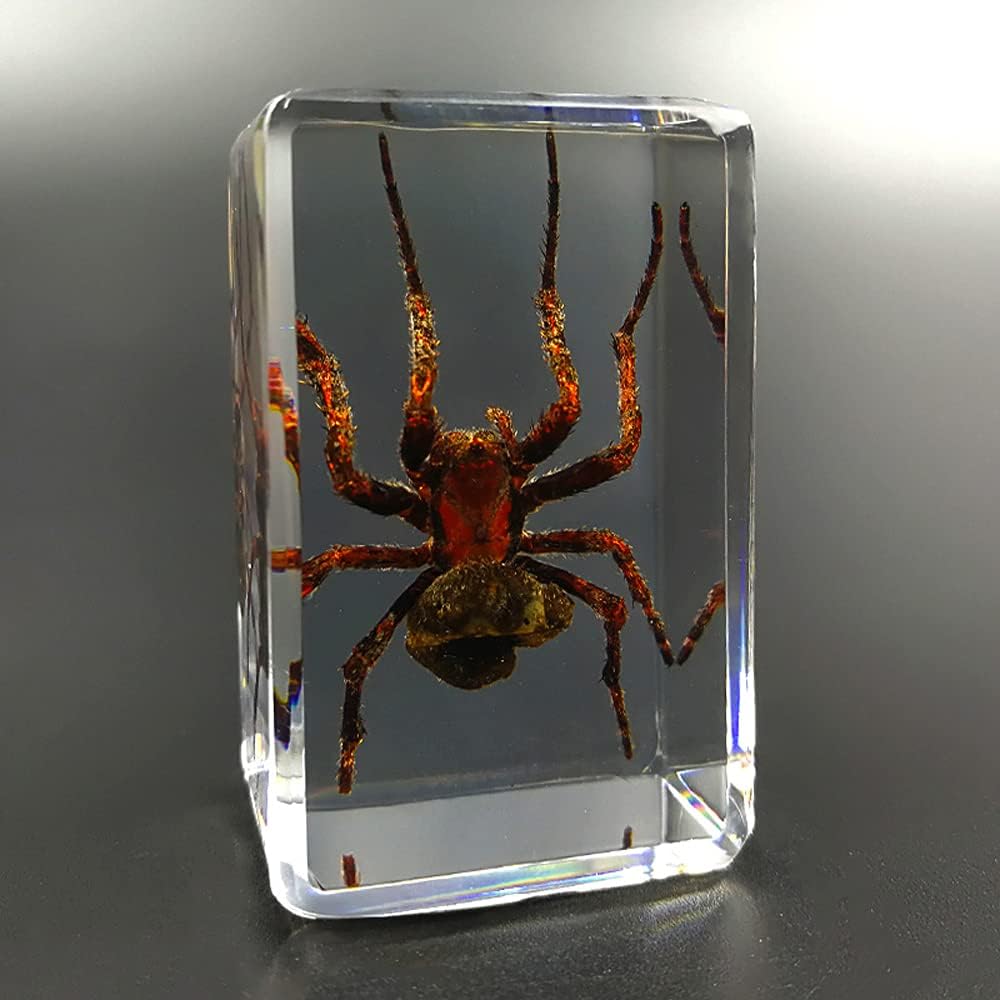 ZYHA Insect Resin，Real Giant Insect Paperweight Taxidermy Specimen