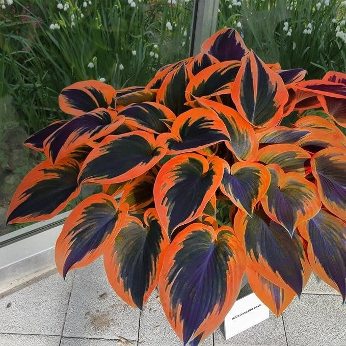 Hosta Perennial, Fragrant Flowers, Rare and Beautiful Hosta Bulbs in Bulk,Planting for Stunning Garden Displays-6 Bulbs-C