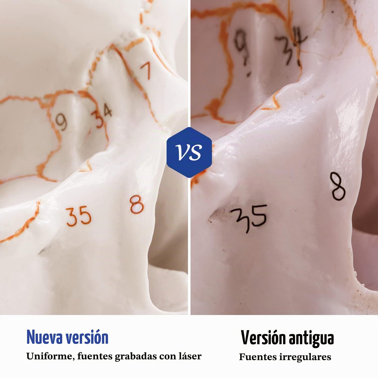 Modelo Anatómico de Cráneo Adulto a Tamaño Real, Versión Mejorada | Réplica de Calavera Humana Desmontable con Partes Numeradas Grabadas con Láser | Modelo 3D para Enseñanza Médica de Anatomía Humana