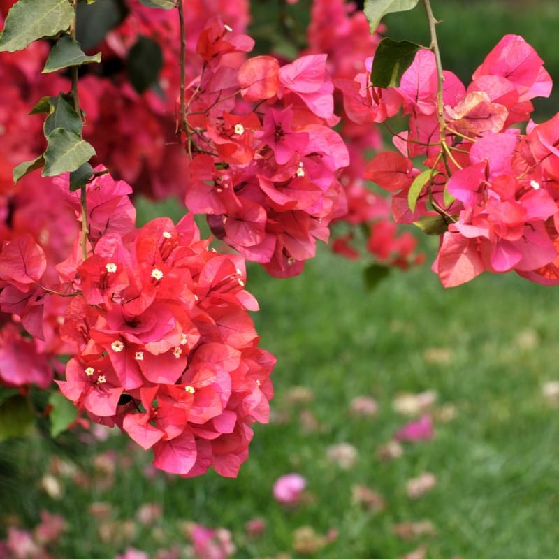 Miniatura 3 de 2 plantas de buganvilla rosa y roja, plantas de buganvillas vivas, árbol con flores de buganvillas vivas de 3 a 4 pulgadas de alto, flores vivas