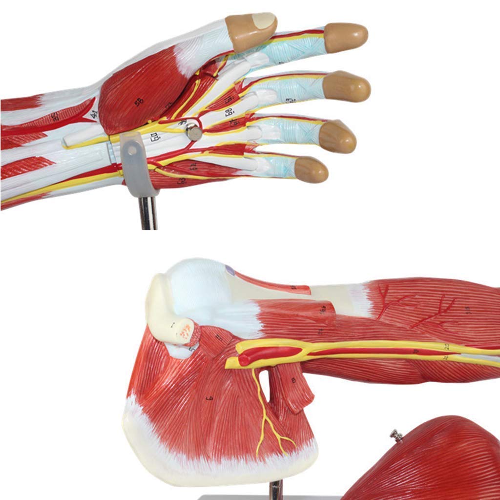 Anatomiczny Model Ciała, Model Szkieletowy, Modele Nauki Ludzkiej, Model Mięśni Górnego, Modelu Nerwu Naczyniowego, Ramię, Materiał PCV, Medyczne Pomoce Dydaktyczne Dla Medycznych