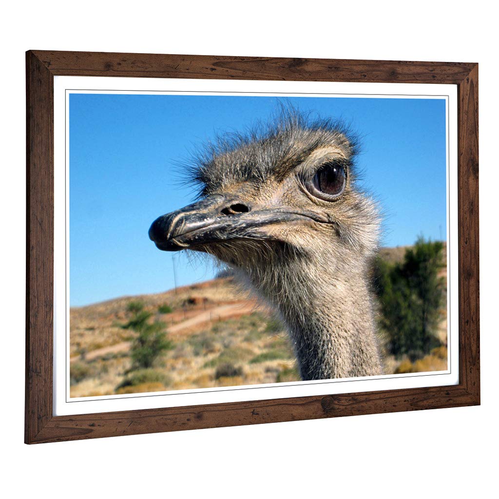 Big Box Art Framed Print of Ostrich (2) Design | Wall Art Picture | Home Decor for Kitchen, Living, Dining Room, Lounge, Bedroom, Hallway, Office, Walnut, A2 / 24.5x18 Inch / 62x45cm