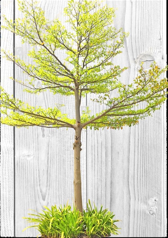 Terminalia