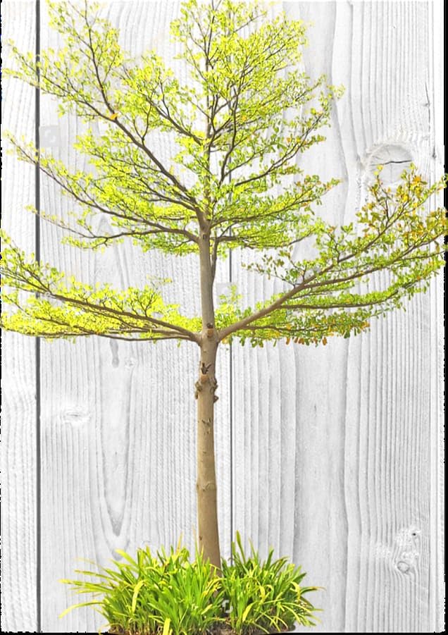 Live Terminalia Mantaly Plant, Elegant Shade Tree for Gardens, Parks, Landscaping & Bonsai, Low Maintenance, Fast Growing Evergreen Tree, Natural Air Purifier Plant 1 Live Healthy Plant