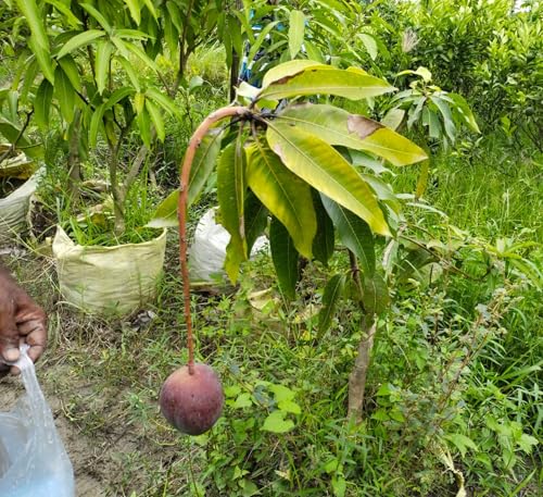 Image of World's Costliest Japanese Miyazaki Mango Plant Original (height 1.5-3 Feet) Hybrid Type Taiyo No Tamago Eggs Of Sun Exotic Mango Tree Grafted For Your Garden