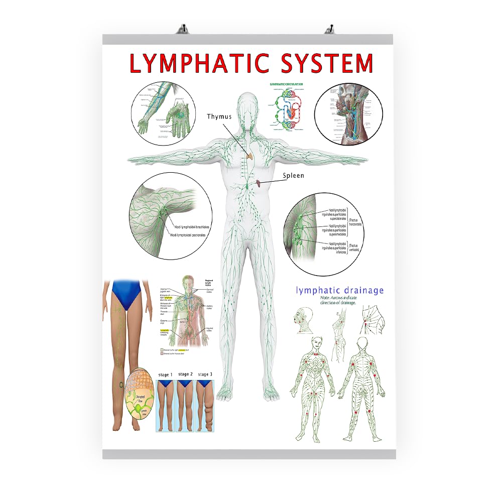 dmposter.shop Poster Anatomique du Système Lymphatique, Affiche Médicale Éducative pour Spécialistes, Physiothérapeutes, Étudiants et Enseignants (70x50 cm)